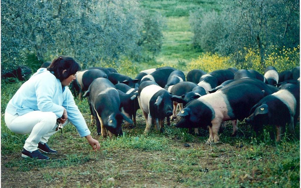 Agriturismo Scorgiano 외부 사진